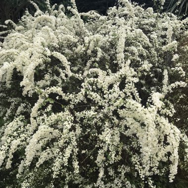 Spiraea 'Arguta' syn. Spiraea x arguta