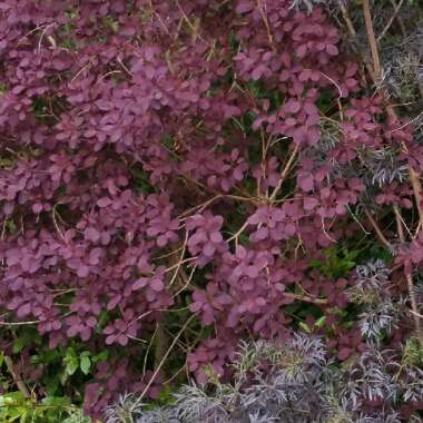 Smoke Bush