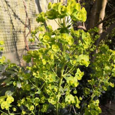 Wood Spurge 'Golden Glory'