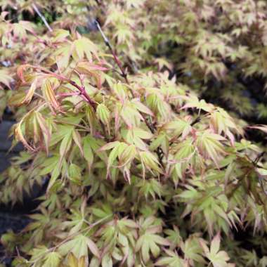 Japanese Maple 'Beni-zuru'