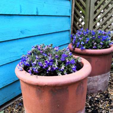 Lithodora 'Heavenly Blue'