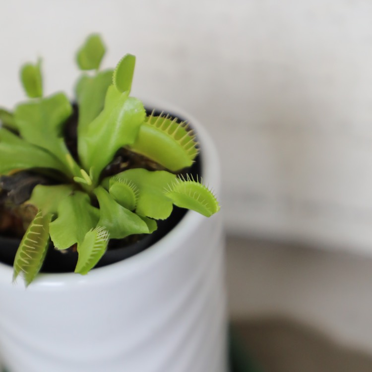 Plant image Hemerocallis 'Venus Flytrap'