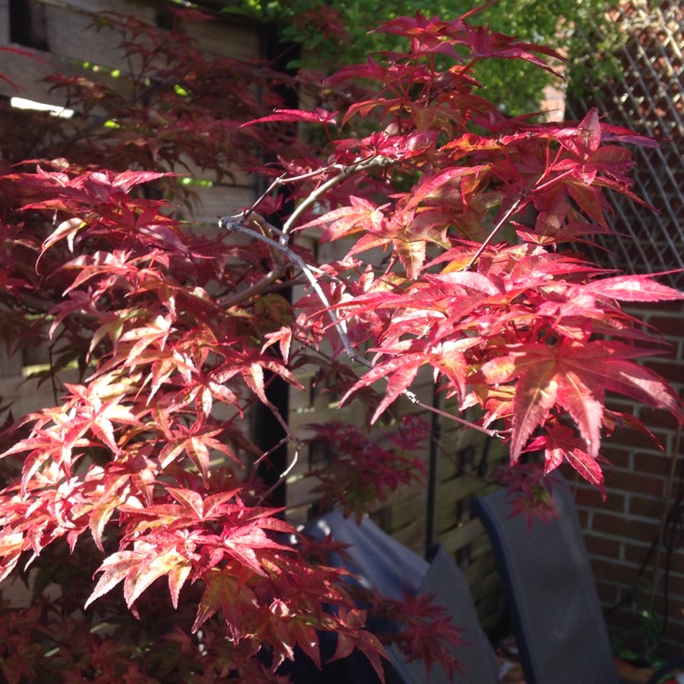 Plant image Acer palmatum 'Shin-deshojo'