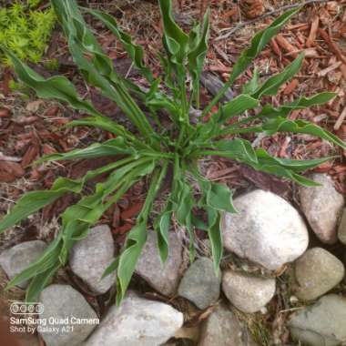 Hosta 'Praying Hands'