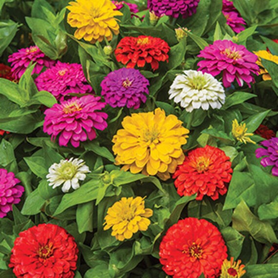 Plant image Zinnia elegans 'Zinderella Peach'