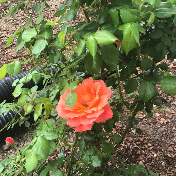 Plant image Rosa 'Meimacota' syn. Rosa 'The Grand Champion Red Rose'