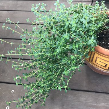 Thymus Citriodorus 'Prostrate'