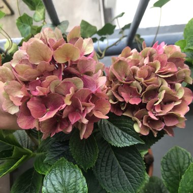 Hydrangea