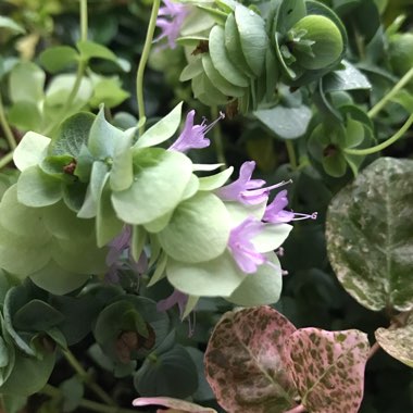 Origanum Rotundifolium 'Kent Beauty'