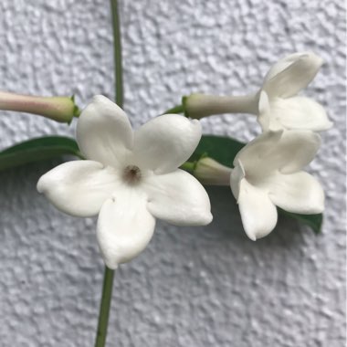 Stephanotis floribunda