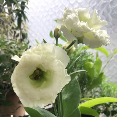 Eustoma russellianum