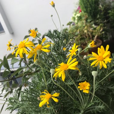 Euryops pectinatus 'Silver Star'