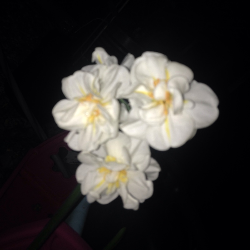 Narcissus 'Sir Winston Churchill'