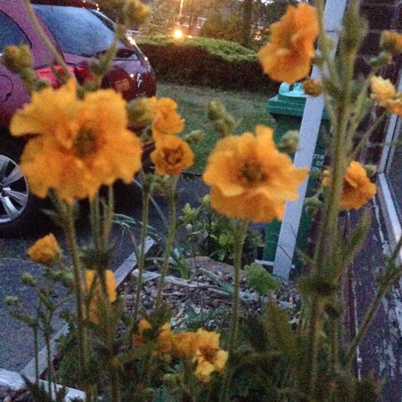 Plant image Geum 'Fireball'