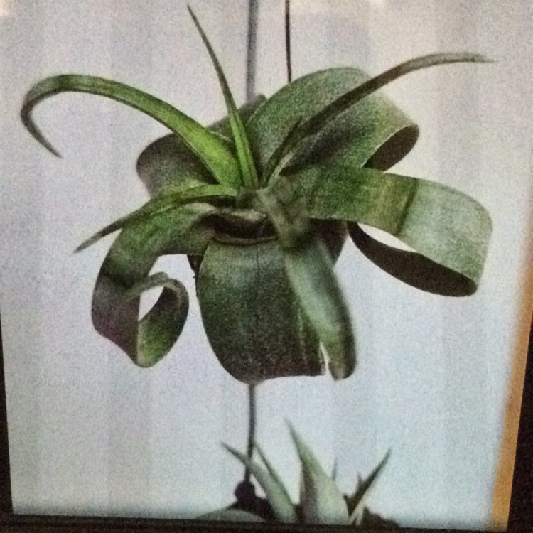 Plant image Tillandsia streptophylla