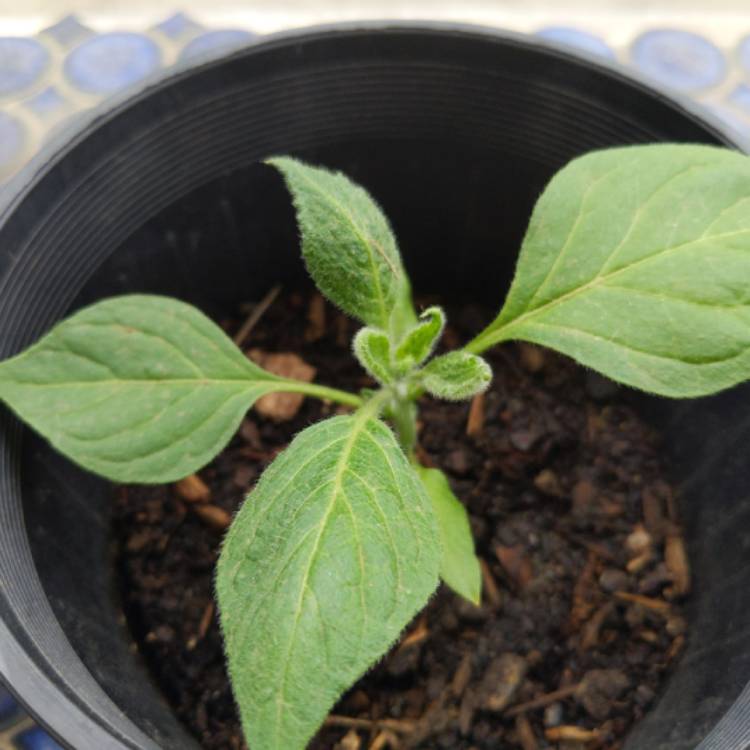 Plant image Capsicum Chinense 'Habanero'