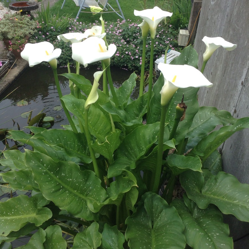 Zantedeschia rehmannii