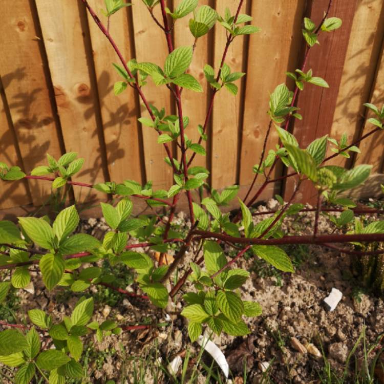 Plant image Cornus Alba