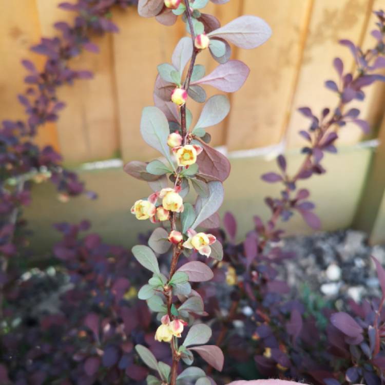 Plant image Berberis thunbergii atropurpurea 'Nana'