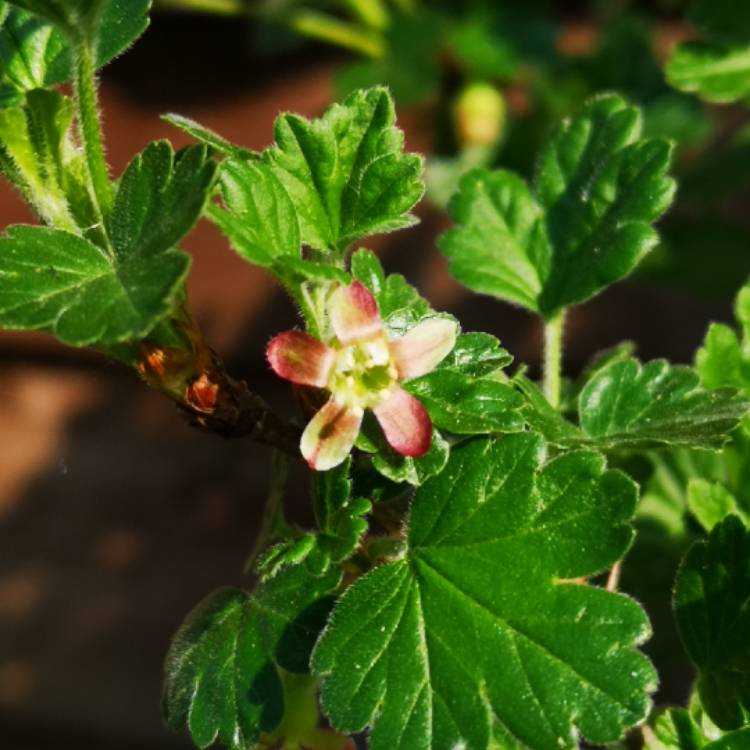 Plant image Ribes uva-crispa 'Hinnonmaki Grun'