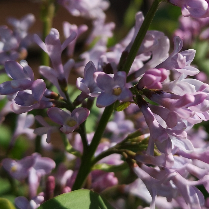 Plant image Syringa vulgaris 'Firmament'