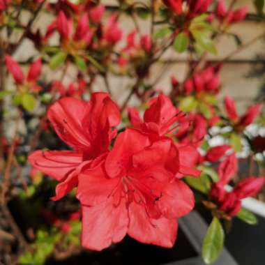 Rhododendron 'Golden Eagle'