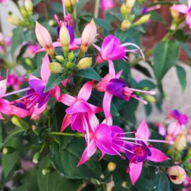 Fuchsia (Half Hardy)