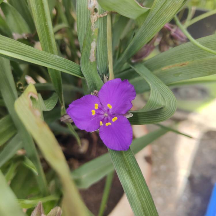 Plant image Tradescantia virginiana