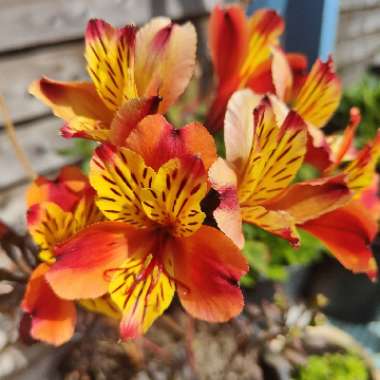 Peruvian Lily 'Indian Summer'