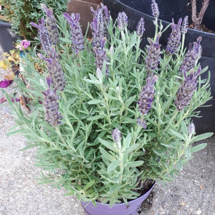 Plant image Lavandula stoechas 'Anouk' (Anouk Series)