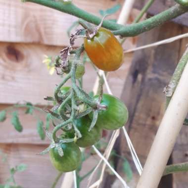 Solanum Lycopersicum var. cerasiforme 'Barry's Crazy Cherry'