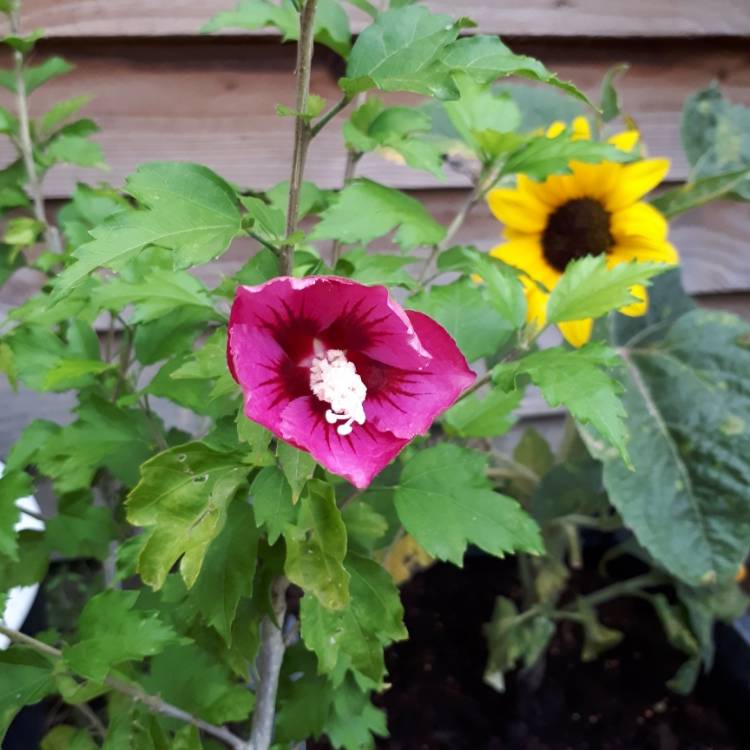 Plant image Hibiscus rosa-sinensis 'Albo Lacinatus'