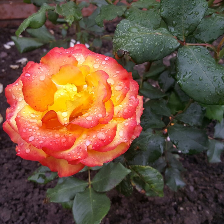 Rose 'Tequila Sunrise' (Hybrid Tea)