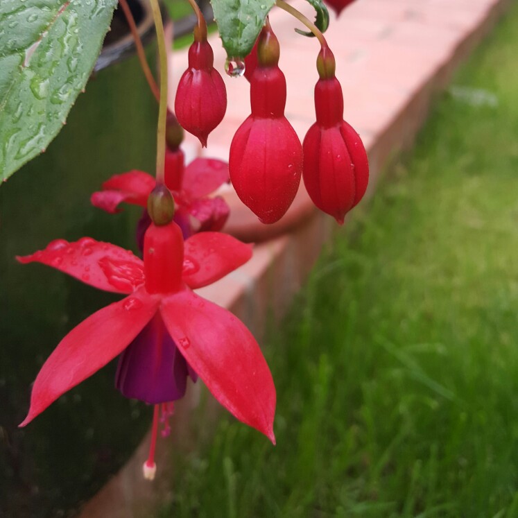 Bush Fuchsia 'Lena Dalton'