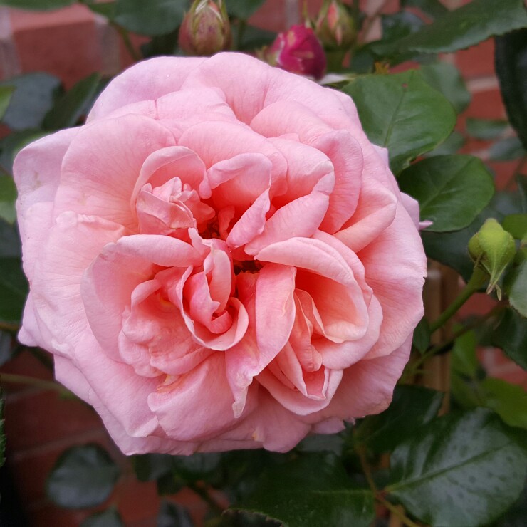 Rose 'Aloha'