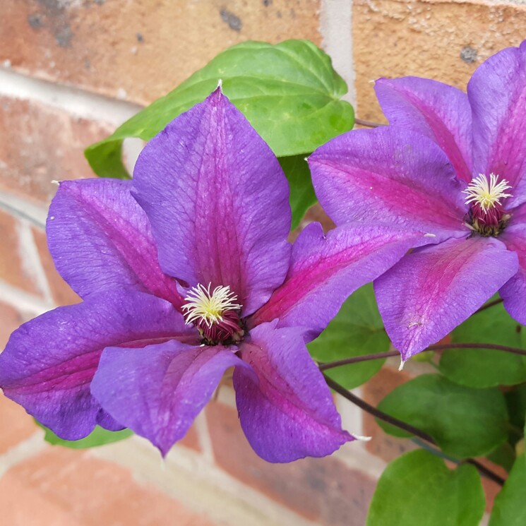 Clematis