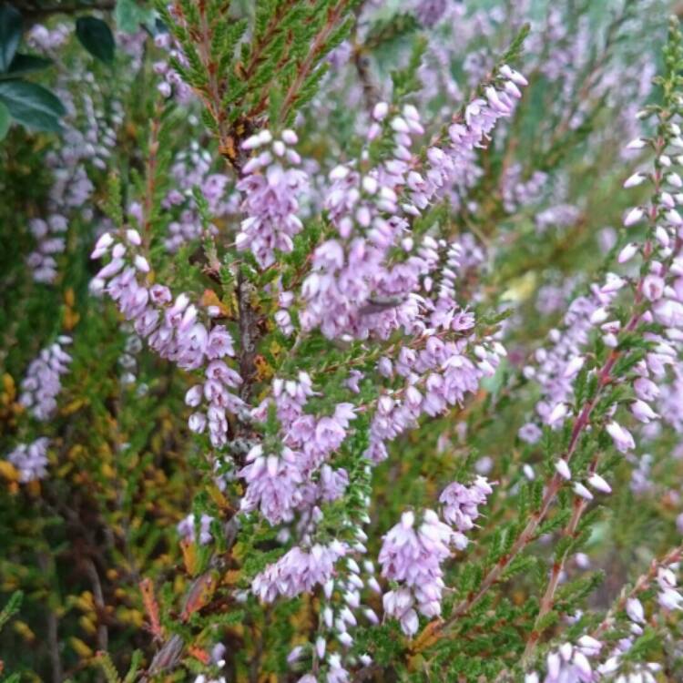 Plant image Erica carnea 'Adrienne Duncan'