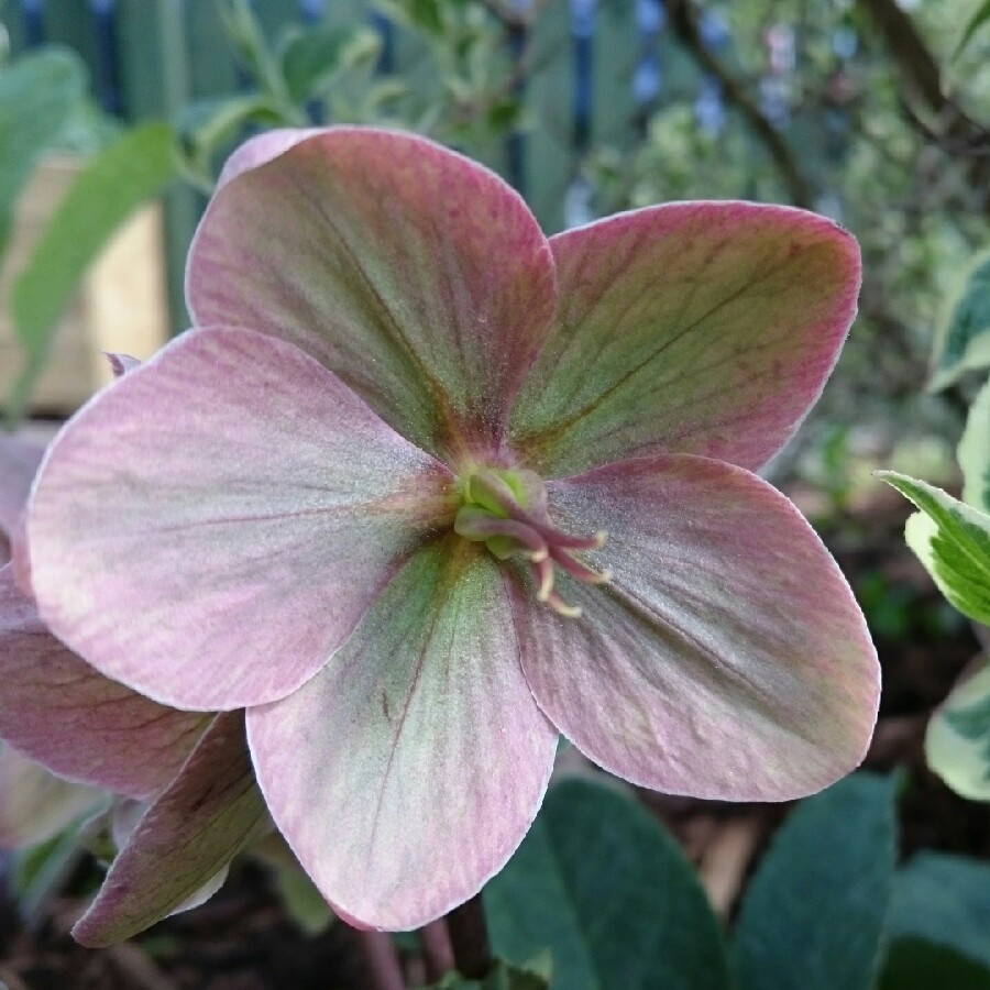 Plant image Helleborus x sternii 'Boughton Beauty'