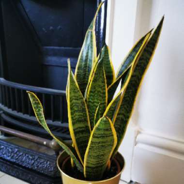 Variegated Snake Plant