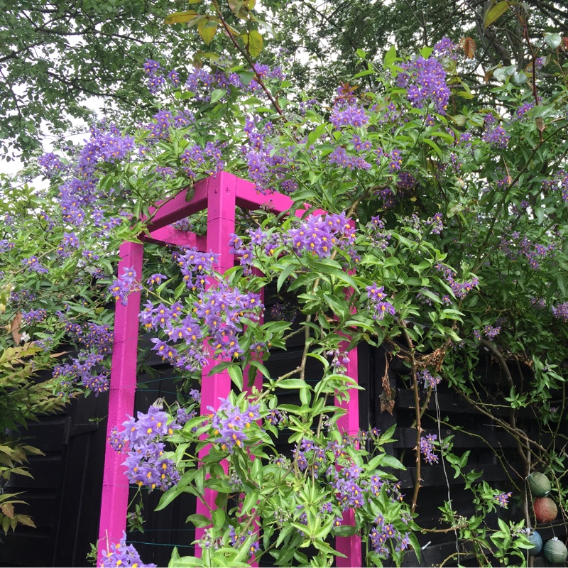 Chilean Potato Vine/Mexican Potato Vine