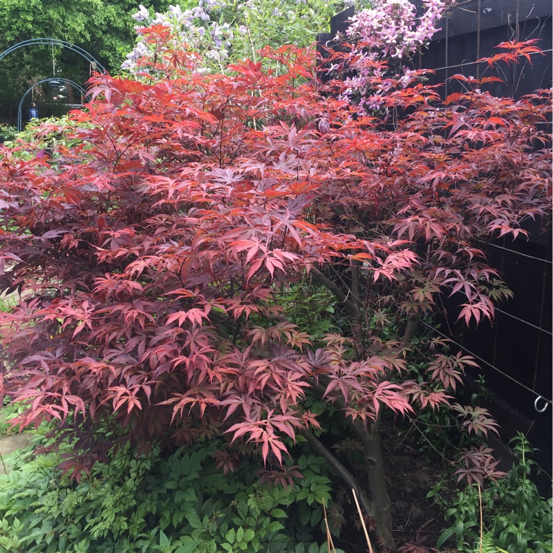 Japanese Maple 'Atropurpureum'