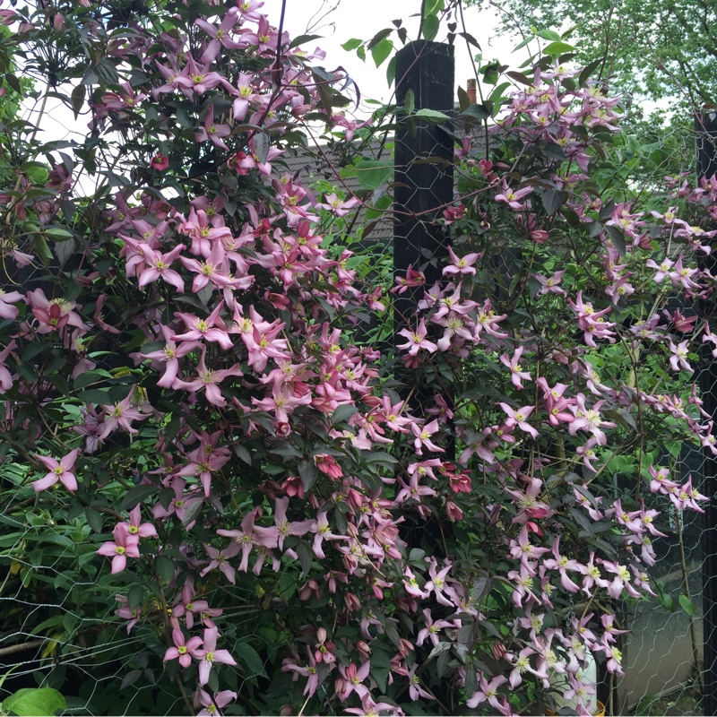 Clematis 'Rubens'