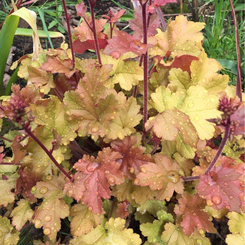 Alumroot 'Marmalade'