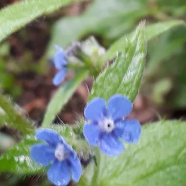 Forget-Me-Not