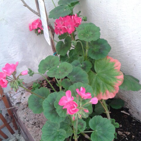 Pelargonium 'Calliope Lavender Rose' (Interspecific)