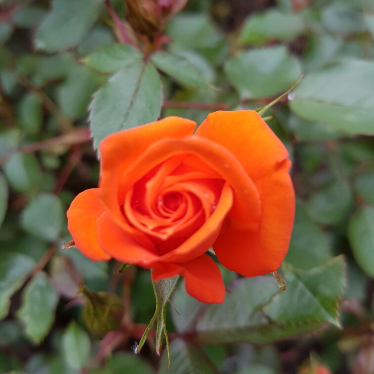 Plant image Rosa 'Fryessex' syn. Rosa 'Wildfire'