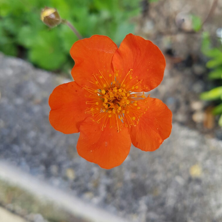 Plant image Geum Coccineum 'Cooky'