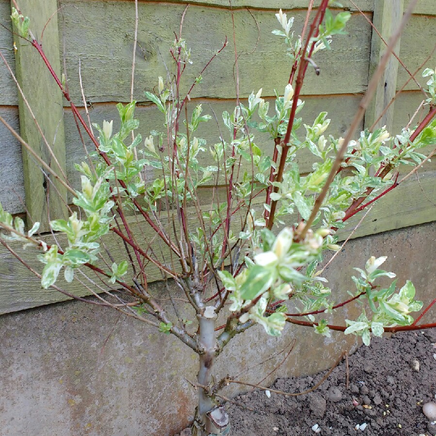 Dappled Willow 'Hakuro-nishiki'