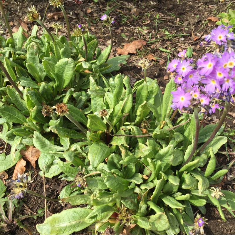 Drumstick primrose 'Alba'