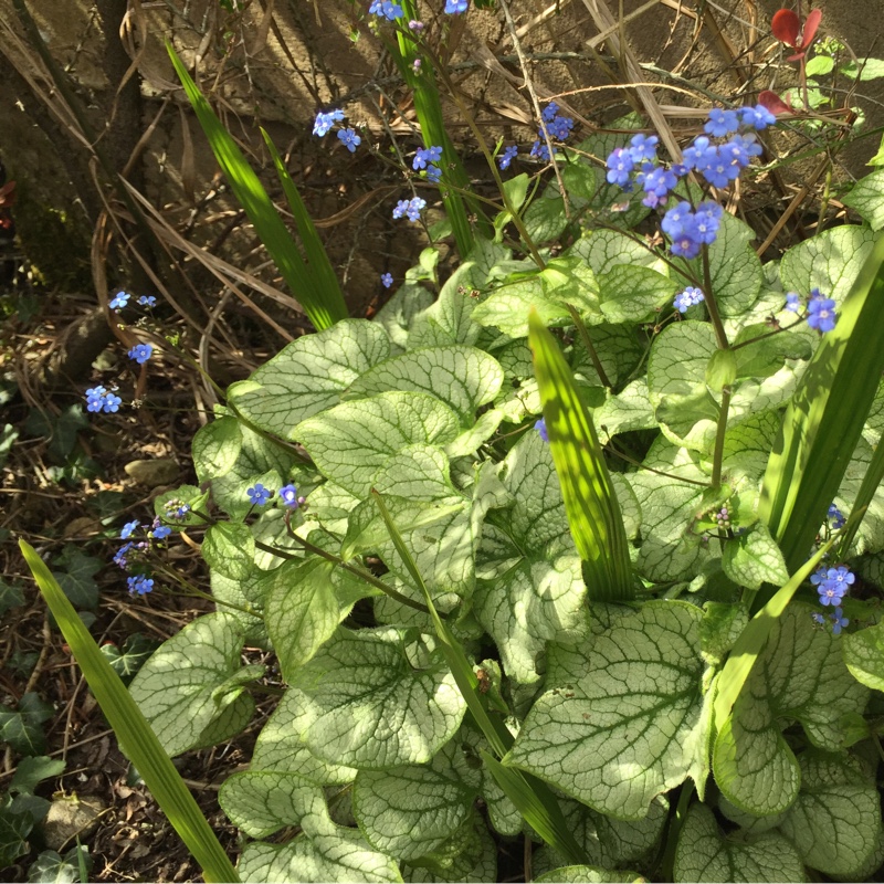 Siberian Bugloss 'Alexanders Great'